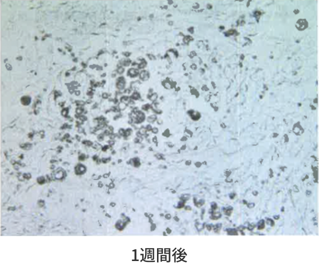 分解されていく様子1週間後