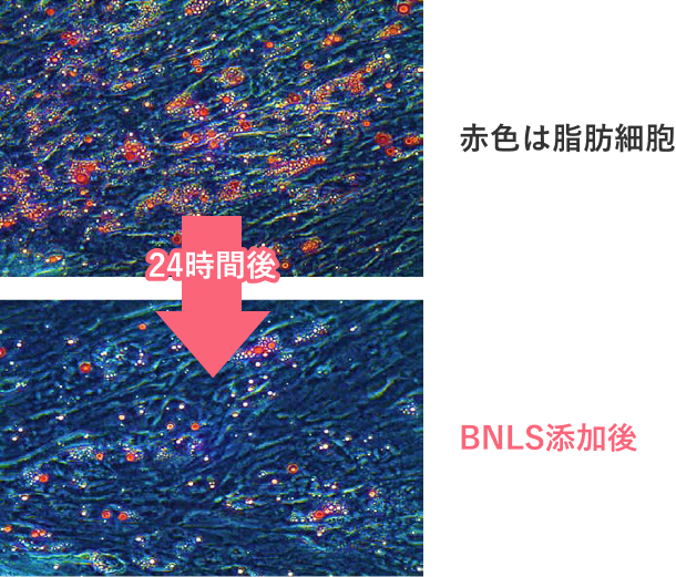 脂肪細胞が減少した時間経過写真