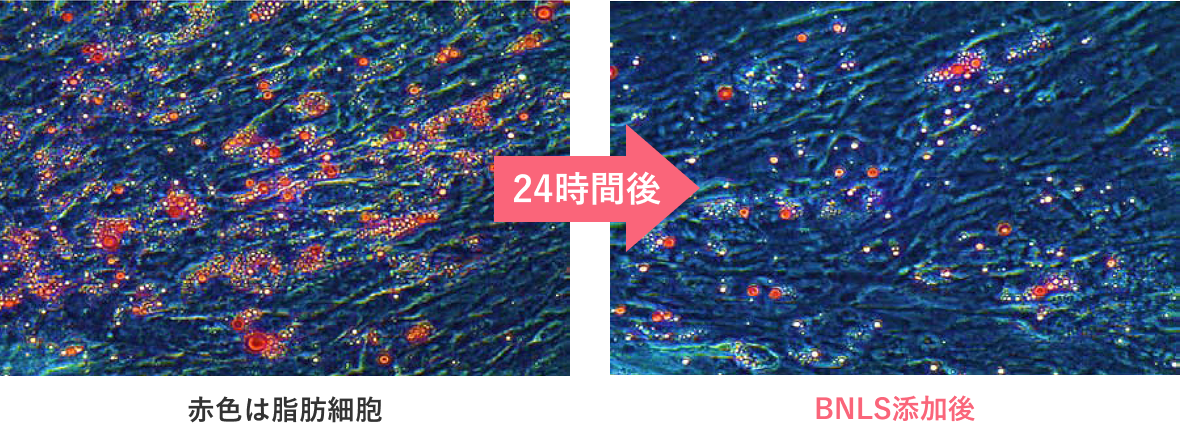 脂肪細胞が減少した時間経過写真