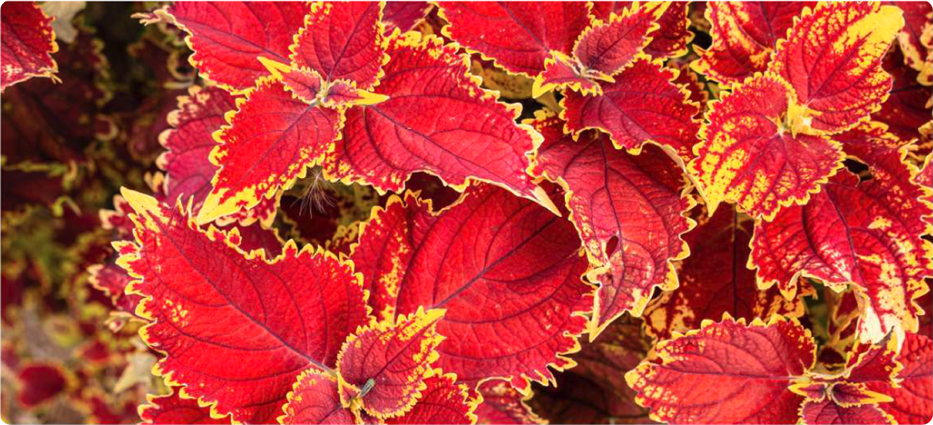 コレウスフォルスコリエキスの葉