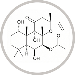 フォルスコリンの構造図