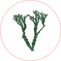 ヒバマタ（海藻）