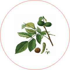 ペルシャグルミ(クルミ)