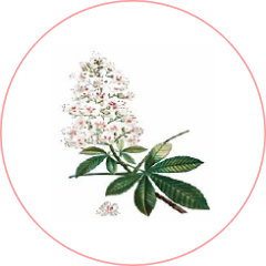 セイヨウトチノキ(マロニエ)